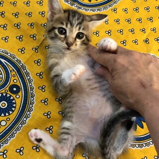 元気いっぱい、たに君です
