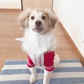 もふもふやんちゃなげんちゃん☆彡
