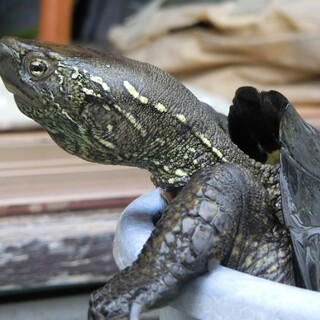 人なつこいクサガメお譲りします