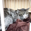 保護猫ちゃん　キジトラグレー？