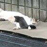 生後一か月の子猫です。 サムネイル5