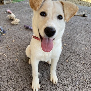 元気いっぱいフレンドリー♪Loki