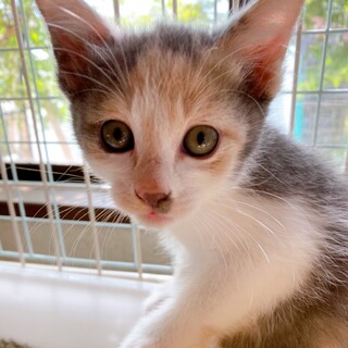 6/20西千葉ෆ⃛元気な子猫ෆ⃛「ももちゃん」