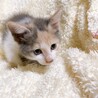 6/20西千葉ෆ⃛元気な子猫ෆ⃛「ももちゃん」 サムネイル2