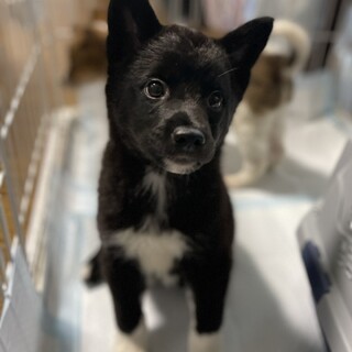 里親様決定！真っ黒あいちゃん☆2.5ヶ月