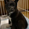 里親様決定！真っ黒あいちゃん☆2.5ヶ月 サムネイル2