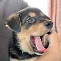 MIXの子犬の男の子ウーロンくん