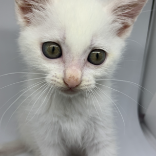 真っ白な可愛い仔猫ちゃん　面会決定