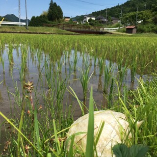 おたまじゃくし　シュレーゲルアオガエル