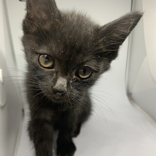 可愛い黒猫仔猫ちゃん