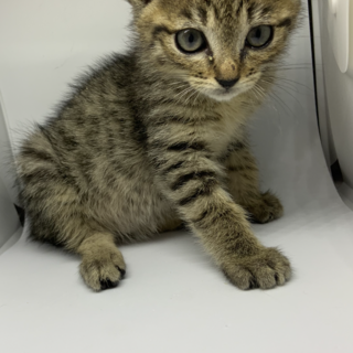 可愛いキジ猫ちゃん　トライアル決定