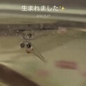 みゆきめだか　稚魚
