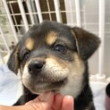 MIXの子犬の女の子ハーブちゃん