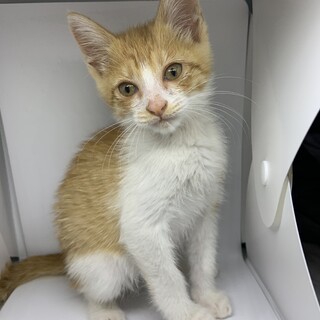 可愛い茶白の仔猫ちゃん