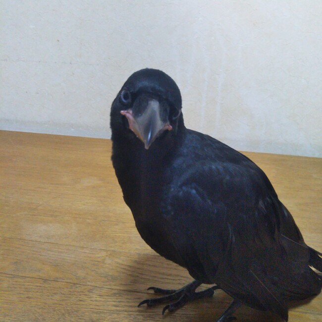 ペルのりのカバー写真