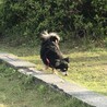 お外大好き❣️散歩大好き❣️他所のワンちゃんは好きじゃない