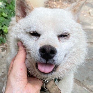 「面談予定」笑顔がステキな豆柴「しろまめ」くん❤