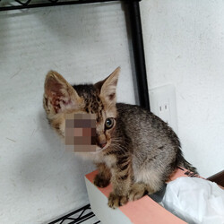 眼球が半分飛び出してしまった仔猫(写真はモザイク入