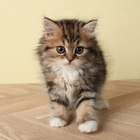 ラテ