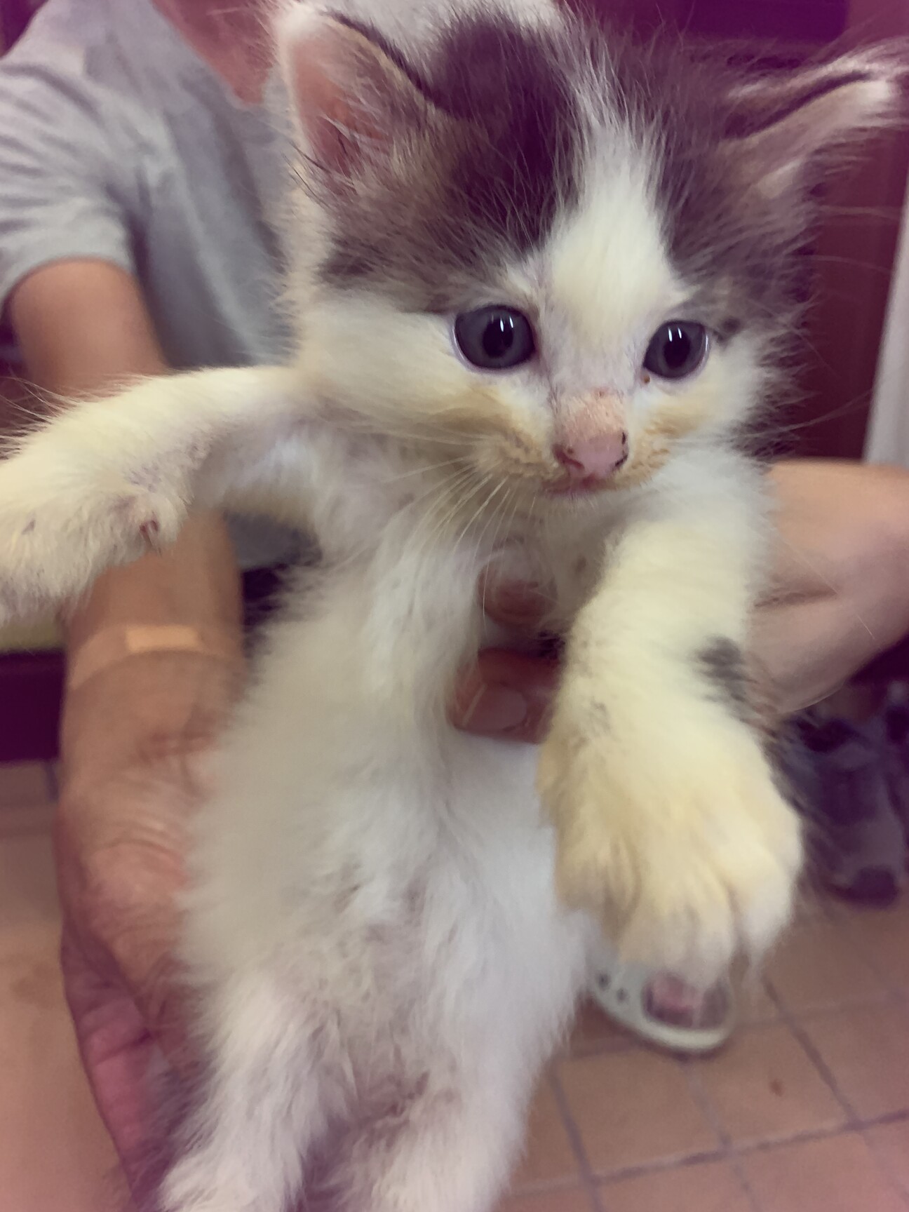 少し長毛モフモフ白黒子猫 沖縄県 猫の里親募集 ペットのおうち 月間利用者150万人