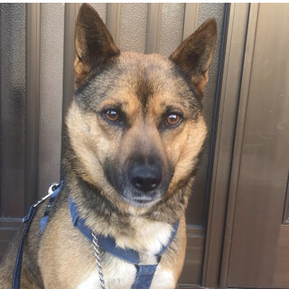 60匹多頭崩壊からレスキューされた、ヒロ