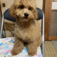 ぎんが