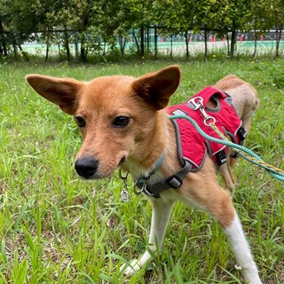 おとなしい女の子「バンビ」