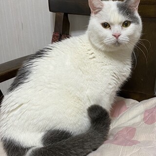 スコティッシュミックス♡甘えん坊の銀次くん