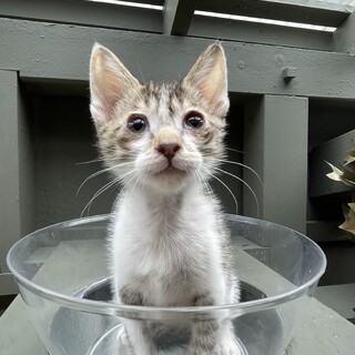 急募！動物病院で保護中の子猫