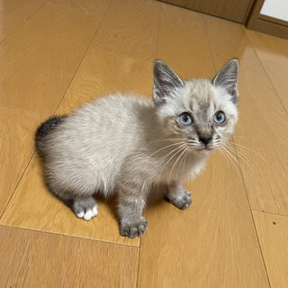 シャム系茶トラ柄の子猫