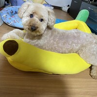 ちゃたろ