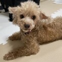 トイプードル　ZARAちゃん