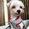 マルチーズ　くるんちゃん