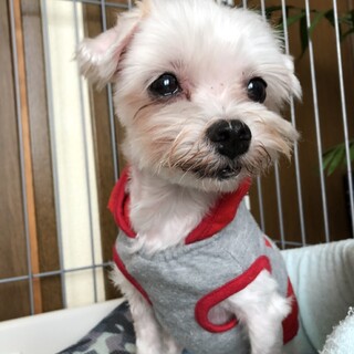 マルチーズ　くるんちゃん