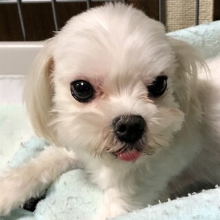 マルチーズ　まりあちゃん