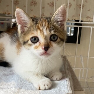 とにかくかわいい三毛猫の」大阪府 - 猫の里親募集(366925) 1枚目の