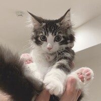 ピノ