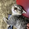 人が大好き、とっても甘えたなキジ君です❣️ サムネイル3