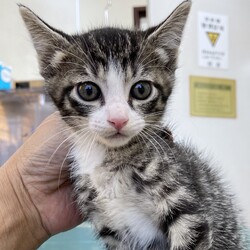 『Terra里親会猫部』