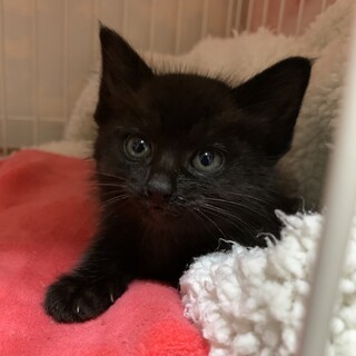 人も猫も大好きな女の子
