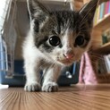 子猫の里親募集！