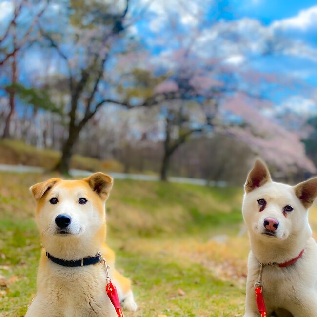 藤和那須リゾート株式会社のカバー写真