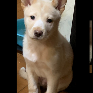 生後2か月半仔犬 男の子 