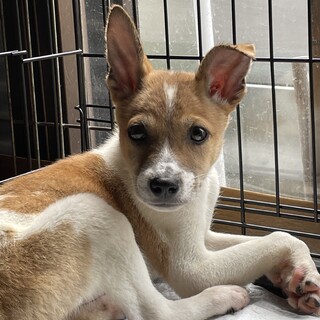 里親様決定☆白茶男の子2ヶ月