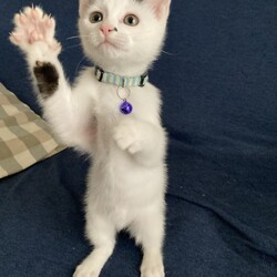 まつりさん、これしか食べません（ｷﾘｯ⭐︎