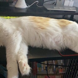 邪魔をする猫