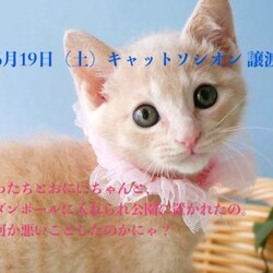 ＊キャットソシオン譲渡会＊第106回