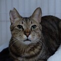 エイズキャリアのキジトラ男子、にいちゃん。