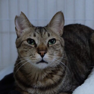 エイズキャリアのキジトラ男子、にいちゃん。