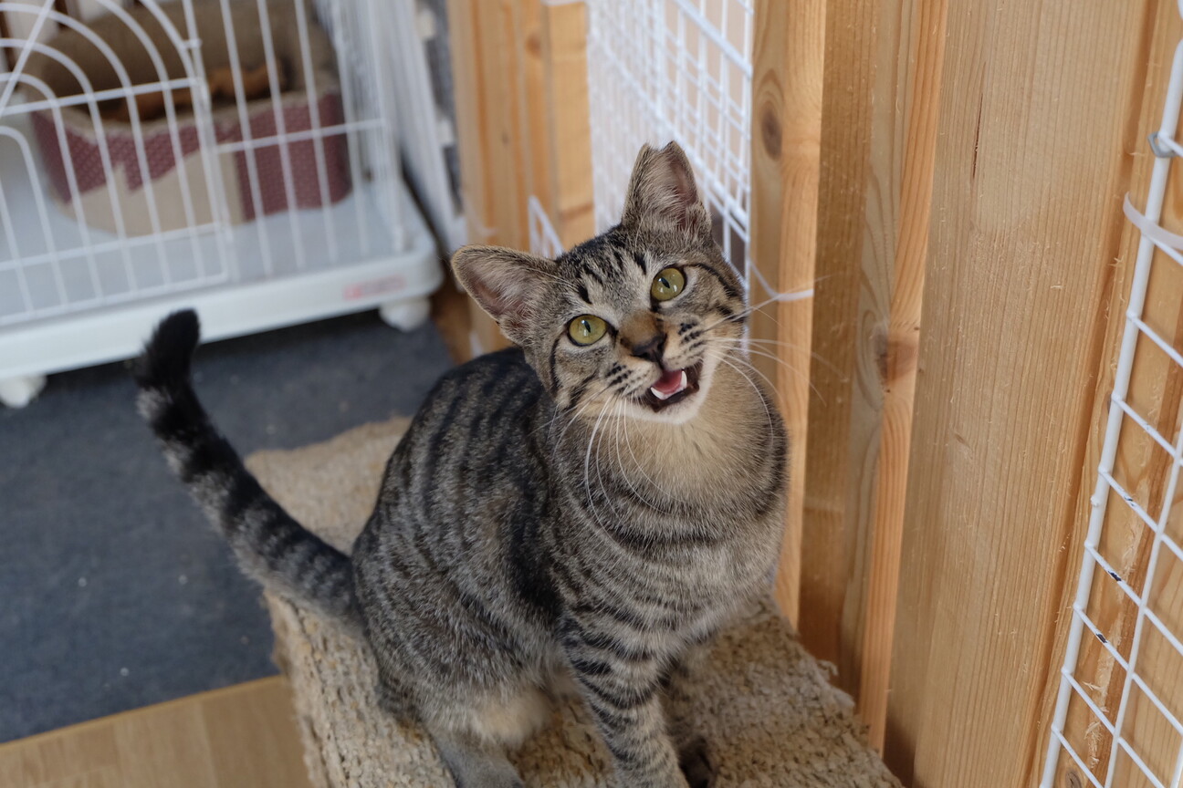 ペットのおうちに載せました はなちゃんと保護猫たち 大阪